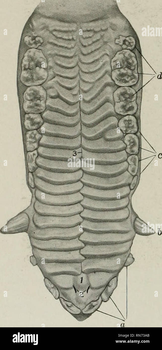 Apex of uvula hi-res stock photography and images - Alamy