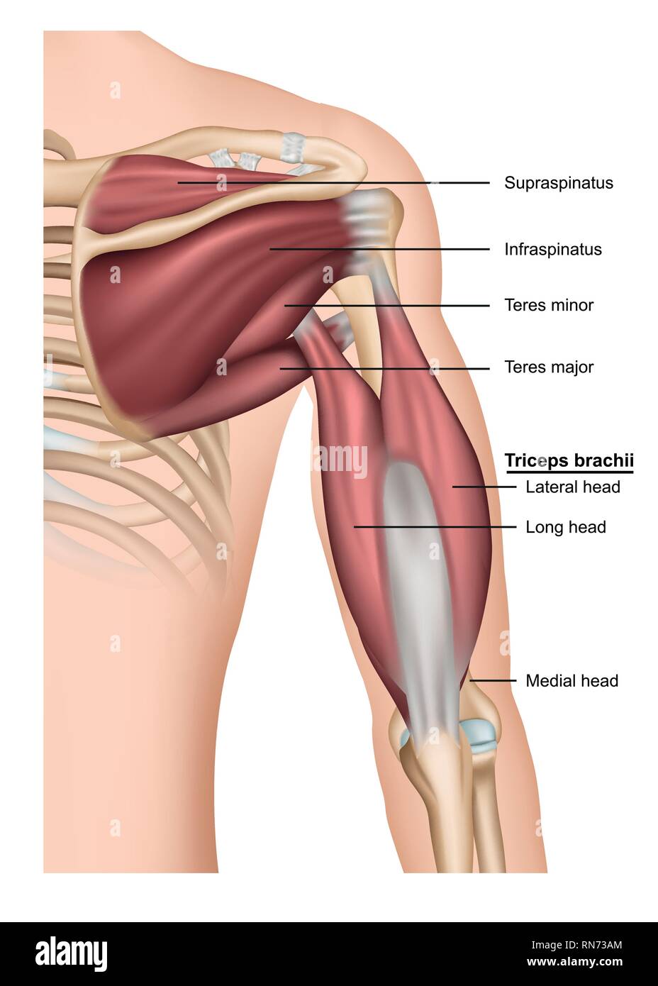 Musculus triceps brachii 3d medical vector illustration on white background, human arm from behind Stock Vector