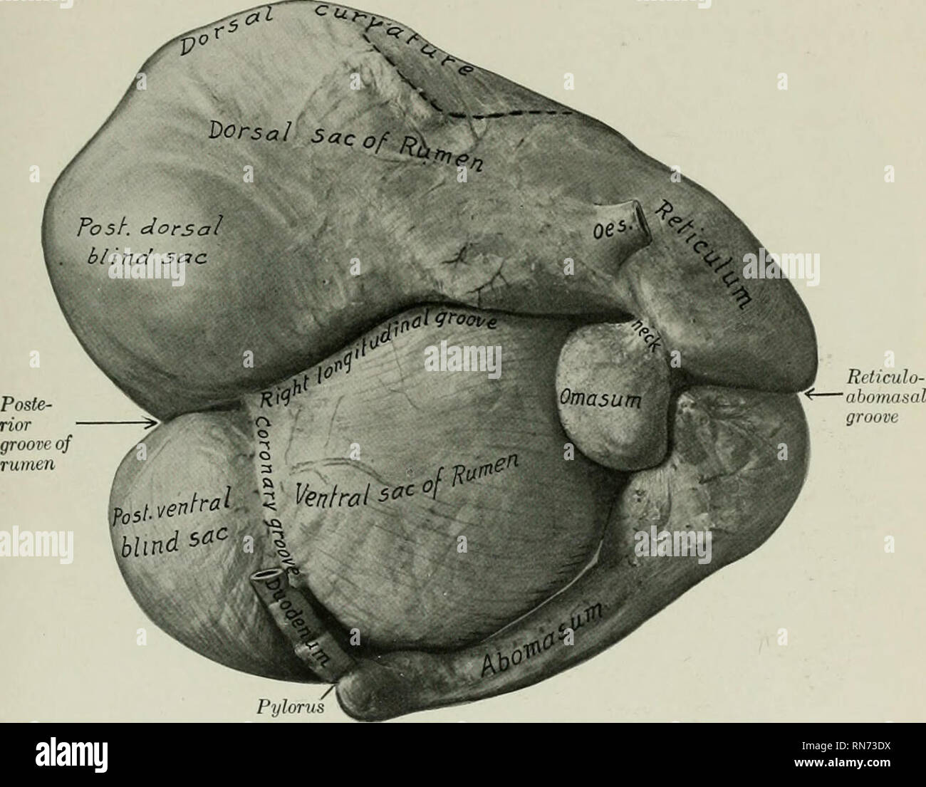 Large sheep fold hires stock photography and images Alamy