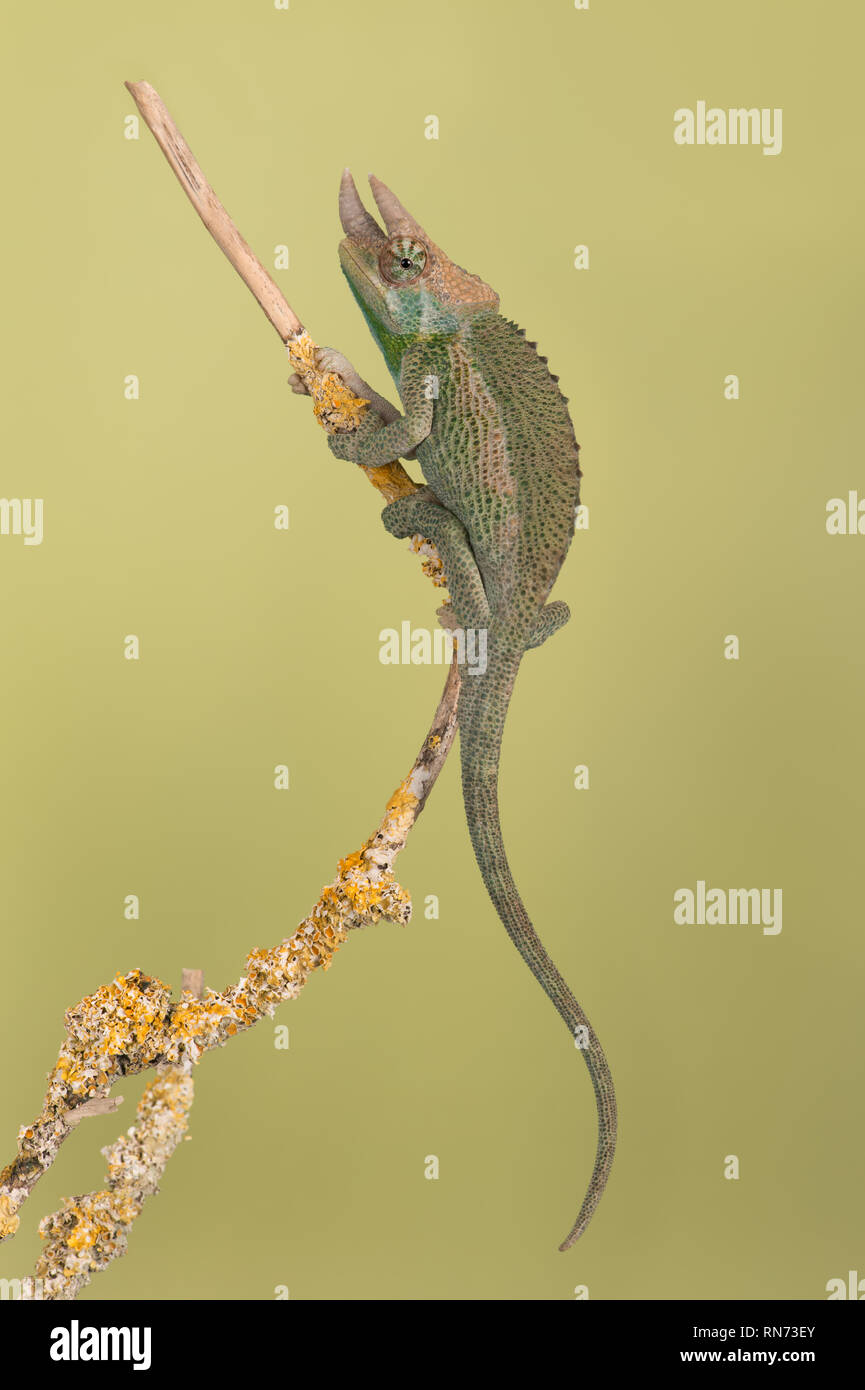 Tiny juvenile Jackson’s Chameleon (Chamaeleo jacksonii xantholophus) Stock Photo