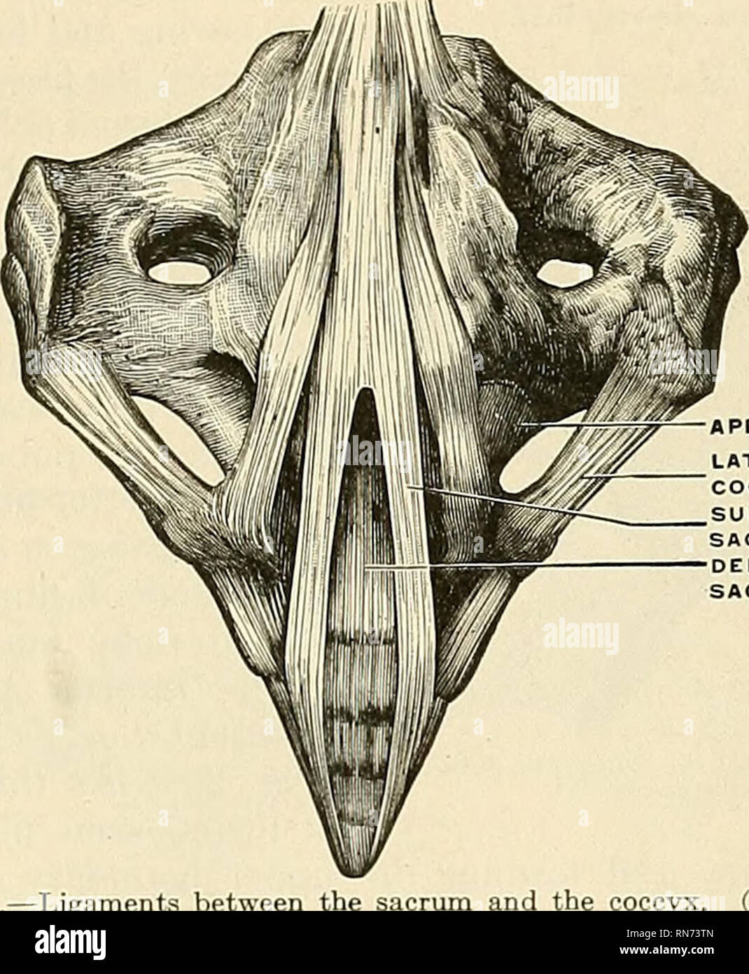 Anterior sacrococcygeal ligament hi-res stock photography and images - Alamy