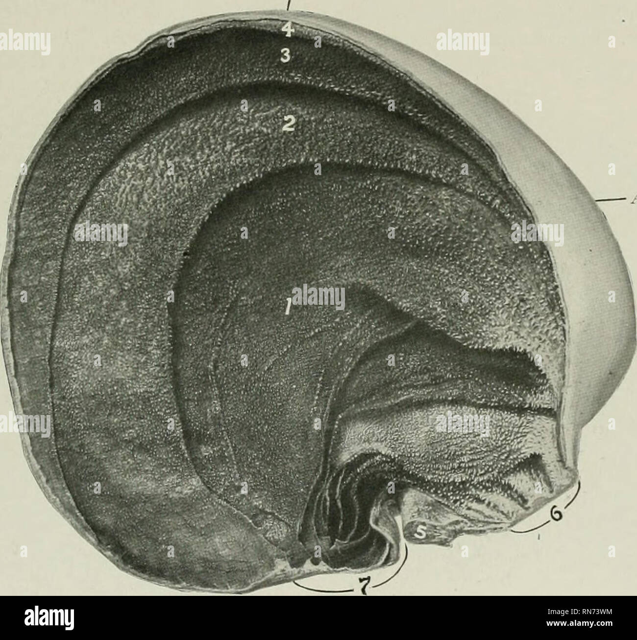 . The anatomy of the domestic animals. Veterinary anatomy. INTERIOR 459 ...