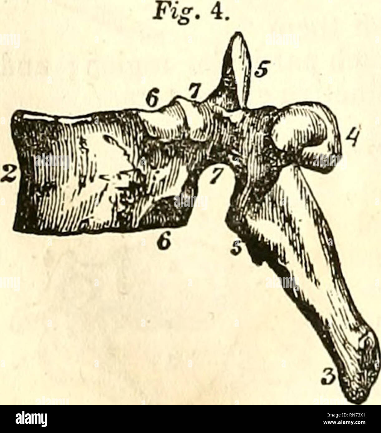 . The anatomy of the human body. Human anatomy; Anatomy. vertebrae by four articular -processes (5 5), two superior and two inferior. Lastly, it pre- sents two superior and two inferior notches (7, figs. 4, 5), which unite to form the inter- vertebral foramina, through which the vessels and nerves are transmitted. Fin. 3. -A.. The body of the vertebra (2) occupies the anterior portion of the vertebral ring, and presents/owr surfaces. The superior and inferior surfaces are connected with the contiguous vertebra, and are slightly hollowed for the reception of the intervertebral sub- stance. This Stock Photo