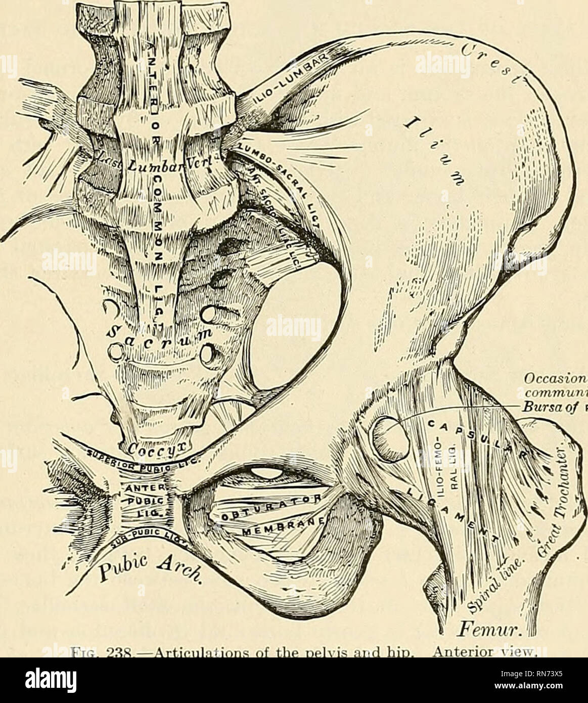 Posterior Pelvis Anatomy Muscles, Anatomy Of The Pelvic Girdle Physiopedia - The muscles of the back that work together to support the spine, help keep the body upright and allow twist and bend in many directions.