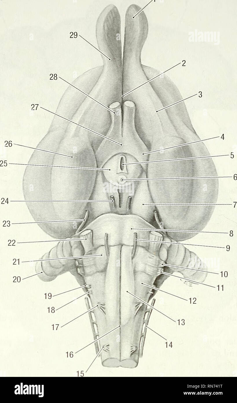 . Anatomy of the woodchuck (Marmota monax). Woodchuck; Mammals. 148 Anatomy of the Woodchuck, Marmota monax A. Fig. 10-3. Brain, ventral view. 1 olfactory bulb, 2 medial olfactory tract, 3 lateral olfactory tract, 4 optic tract, 5 neuro- hypophyseal recess within the stalk of the hypophysis (removed), 6 mammillary body, 7 cerebral crus, 8 pons, 9 abducent n., 10 facial n., 11 vestibulocochlear n., 12 olive, 13 pyramid, 14 accessory n., 15 first cervical spinal n., 16 median fissure, 17 hypoglossal n., 18 vagus n. 19 glossopharyngel n., 20 parafloccular lobe of cerebellum, 21 trapezoid body 22  Stock Photo