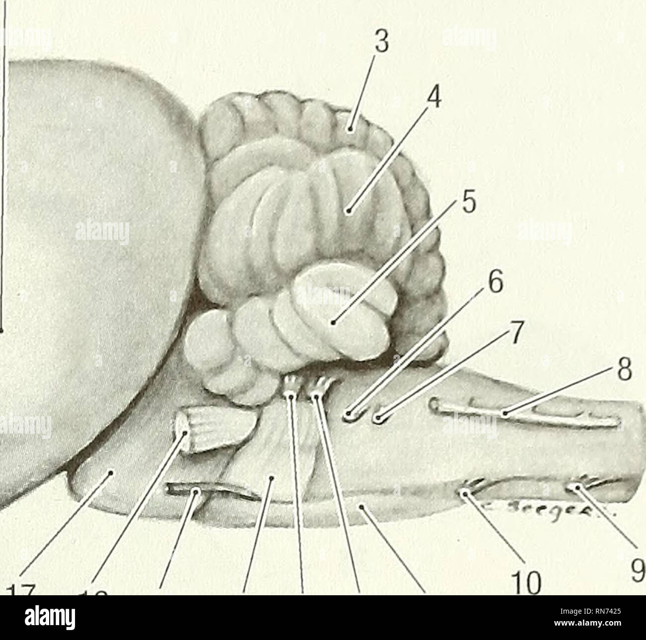 . Anatomy of the woodchuck (Marmota monax). Woodchuck; Mammals. 17 16 15 14 13 12 11 Fig. 10-2. Brain, lateral view. 1 Pseudosylvian fissure, 2 temporal lobe, 3 vermis, 4 cerebellar hemisphere, 5 parafloccular lobe, 6 glossopharyngeal n., 7 vagus n., 8 accessory n., 9 first cervical spinal n., 10 hypoglossal n., 11 myelencephalon, 12 vestibulocochlear n., 13 facial n., 14 pons, 15 abducent n., 16 trigeminal n., 17 mesencephalon, 18 piriform lobe, 19 optic n., 20 lateral olfactory tract, 21 lateral olfactory groove, 22 olfactory bulb. separated from the rest of the cerebral hemisphere by a dist Stock Photo
