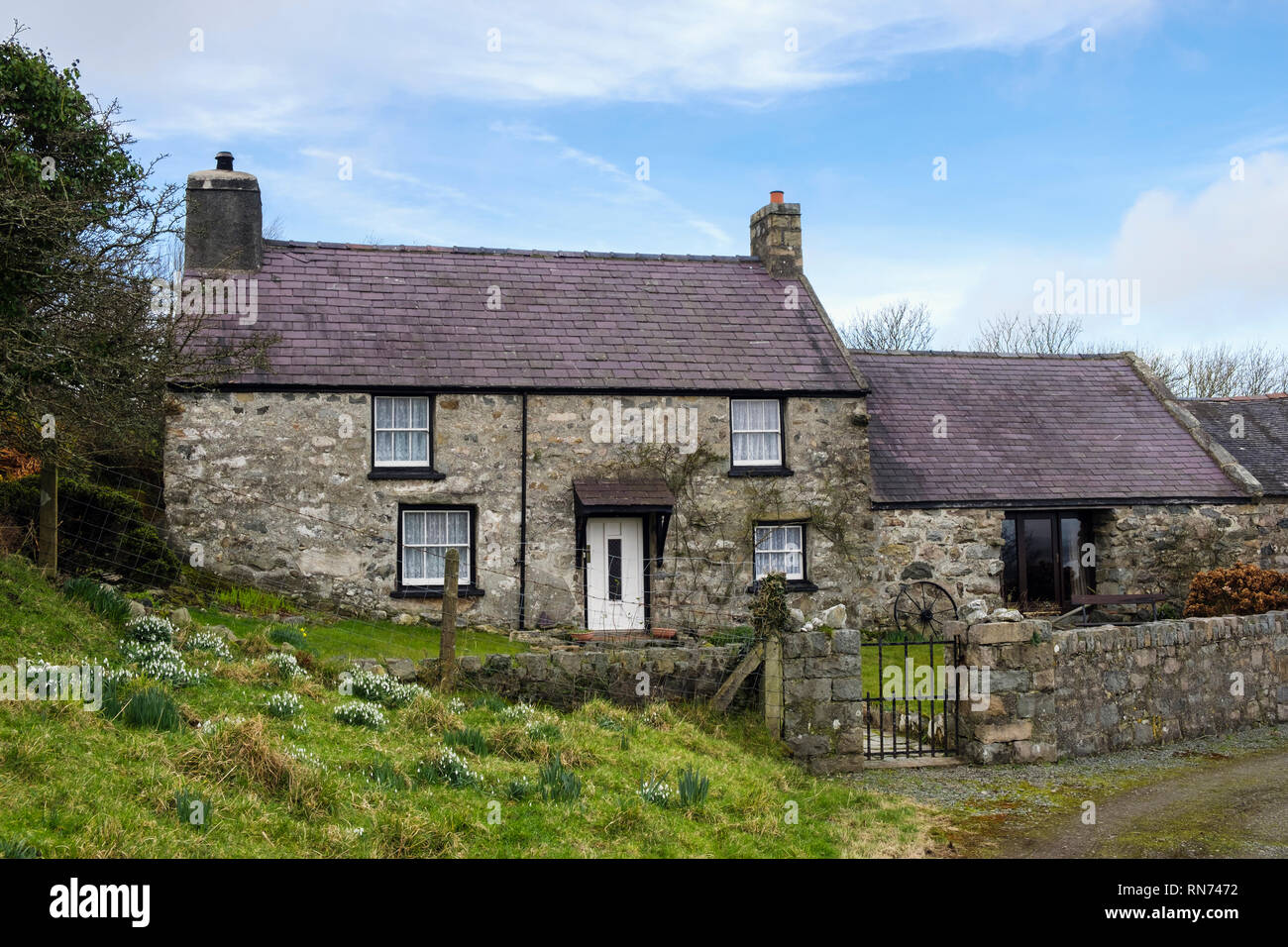 A renovated traditional Welsh stone farm cottage on Llyn Peninsular with Snowdrops growing outside. Trefor, Gwynedd, Wales, UK, Britain Stock Photo