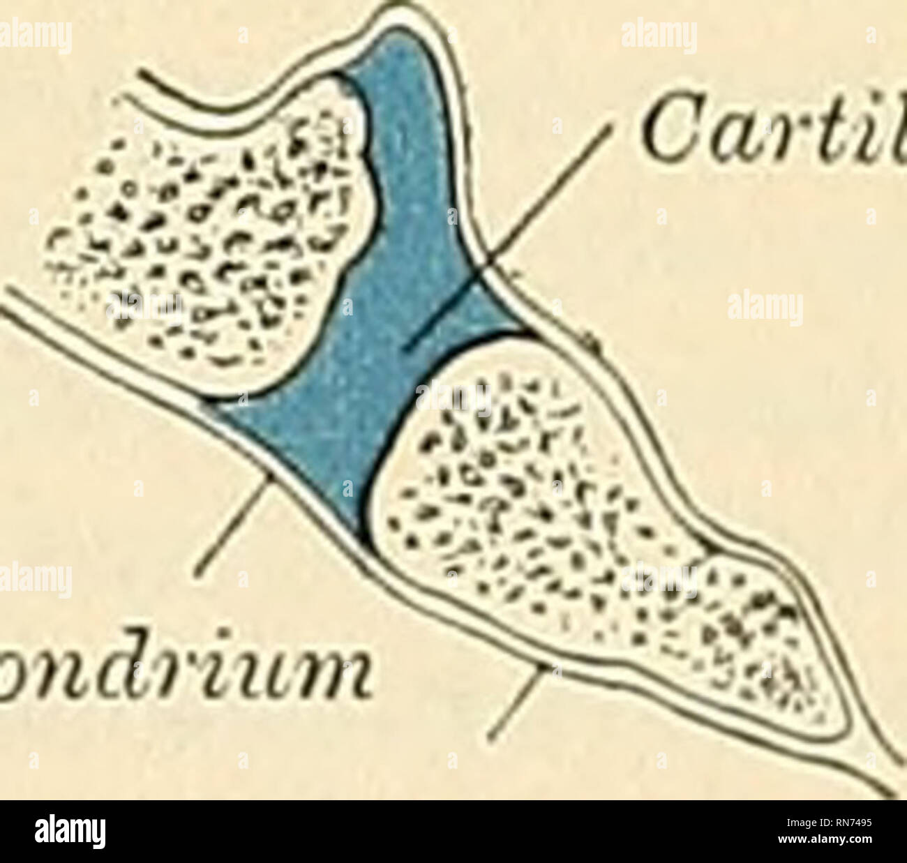 has amphiarthrotic and synarthrotic examples