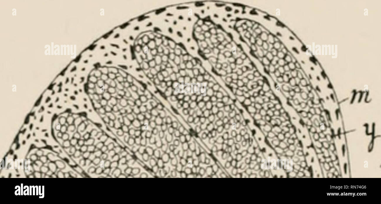 . The anatomy, physiology, morphology and development of the blow-fly (Calliphora erythrocephala) A study in the comparative anatomy and morphology of insects; with plates and illustrations executed directly from the drawings of the author;. Blowflies. 688 THE GENERATIVE ORGANS. The body of the testis is seen at this period, in sections, in the anterior part of the fifth abdominal segment. It consists of small closely-packed cells which have a radial arrangement, surrounded by a distinctly differentiated capsule of mesoblastic cells. The Ovary is smaller than the testis on the third day ; it i Stock Photo