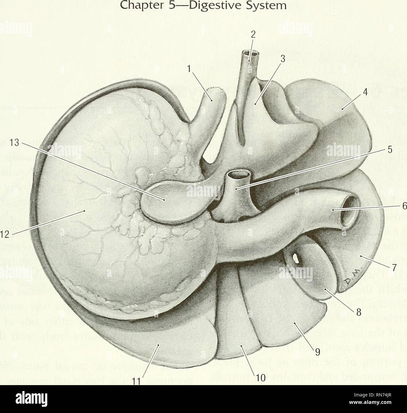 . Anatomy of the woodchuck (Marmota monax). Woodchuck; Mammals. 99 Fig. 5-14. Visceral surface of liver and stomach. 1 esophagus, 2 caudal vena cava, 3 caudate process, 4 right lateral lobe, 5 hepatic portal v., 6 duodenum, 7 right medial lobe, 8 gall bladder, 9 quadrate lobe, 10 left medial lobe, 11 left lateral lobe, 12 stomach, 13 papillary process. pancreas and opens into the ascending duodenum at the lesser duodenal papilla, about 20 cm from the pylorus. Blood supply: The cranial and caudal pancreati- coduodenal arteries are the main supply to the right lobe, while the pancreatic branch o Stock Photo
