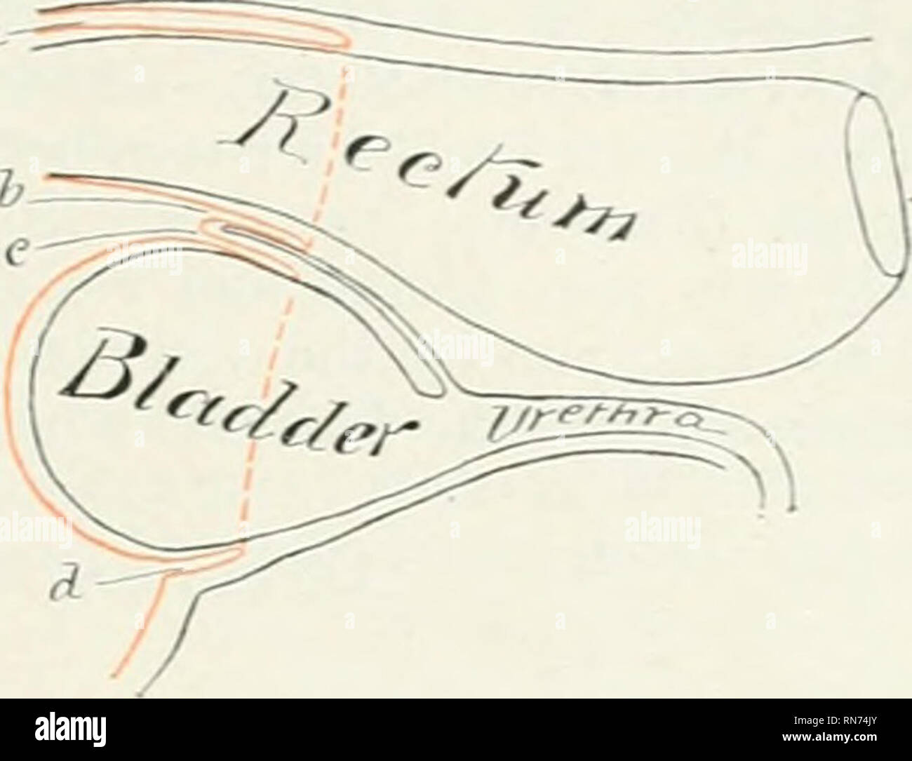 . The anatomy of the domestic animals. Veterinary anatomy. THE PELVIC ...
