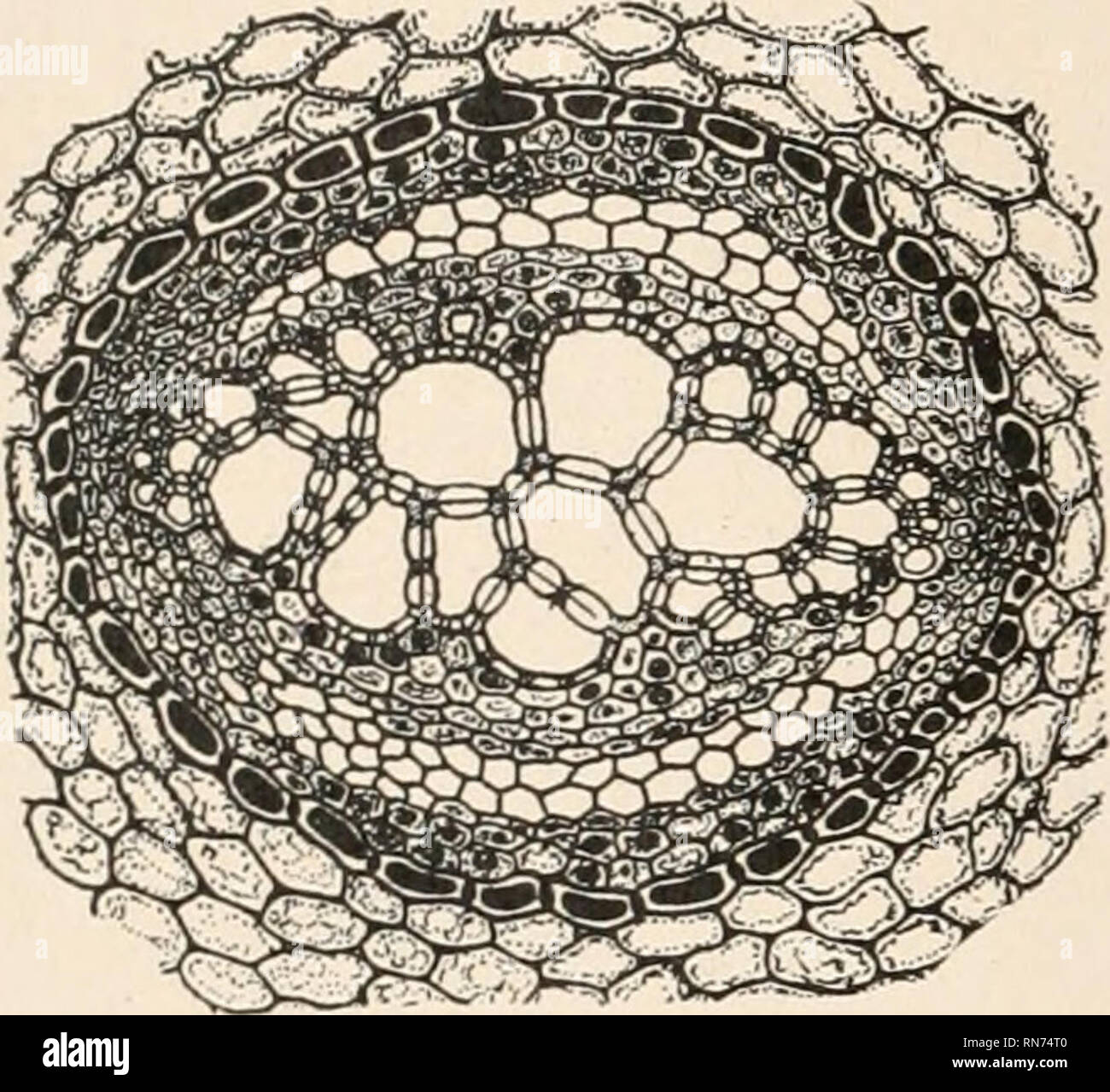 . The anatomy of woody plants. Botany Anatomy. 20 THE ANATOMY OF