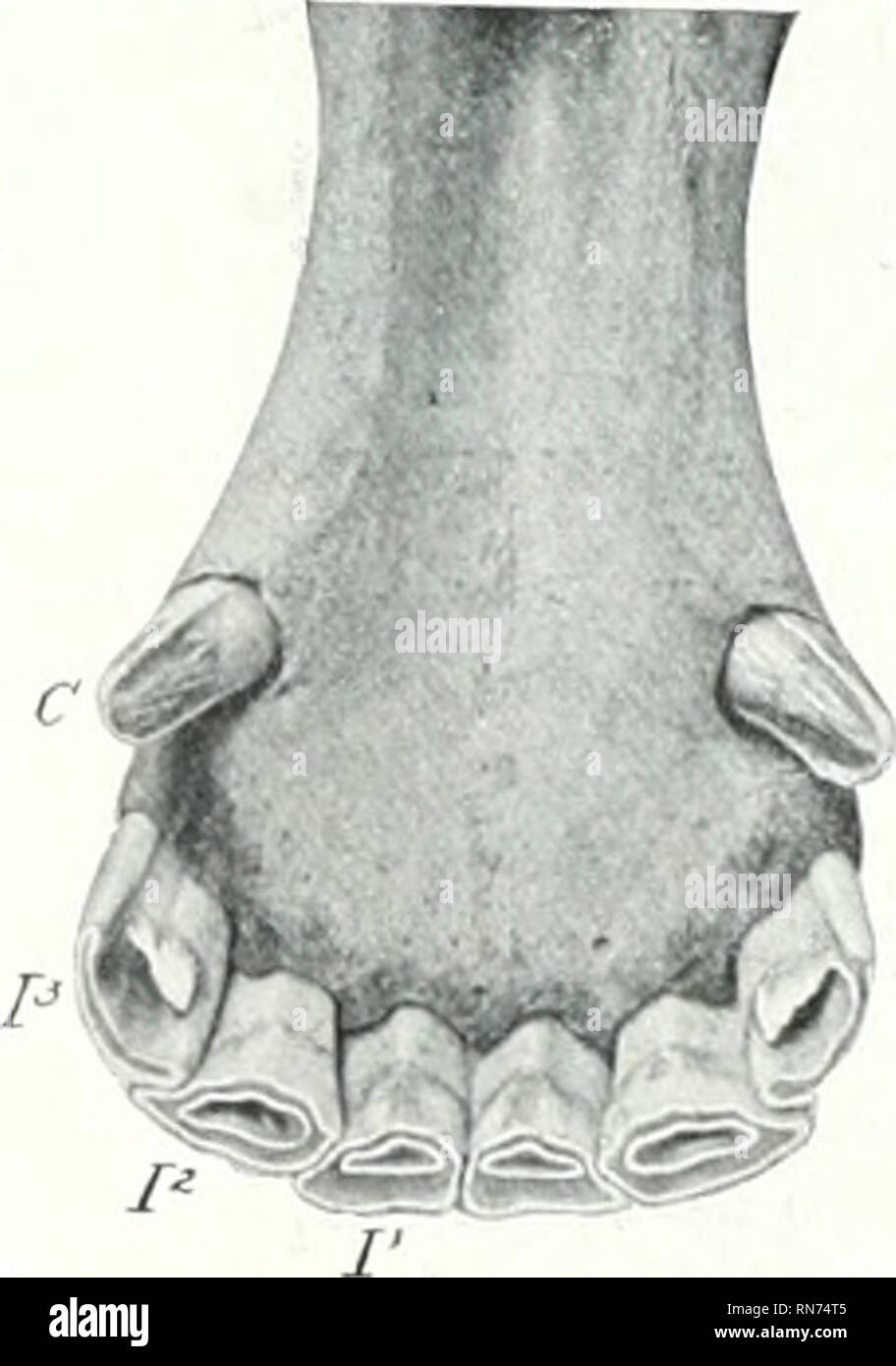 . The anatomy of the domestic animals. Veterinary anatomy. Fig. 33S.—I,o Fig. 3o9.—Cross-section HfiR Tooth of Horse, F Horse. ihown in tt 7, Infundibuhi C, Pulp cavity. Cement iufuiidibuluni, but is not marked is situated at the junction of the jiri'maxilla and the maxilla: the lower canine is nearer the corner incisor. The canines are simple teeth, smaller than the incisors,. Fig. 340.—Lower Incisor .ixd C.^xine Teeth Horse, Five Ye.^ks Old. The lingual border of the third upper r, Hi;/ V. Please note that these images are extracted from scanned page images that may have been digitally enhan Stock Photo