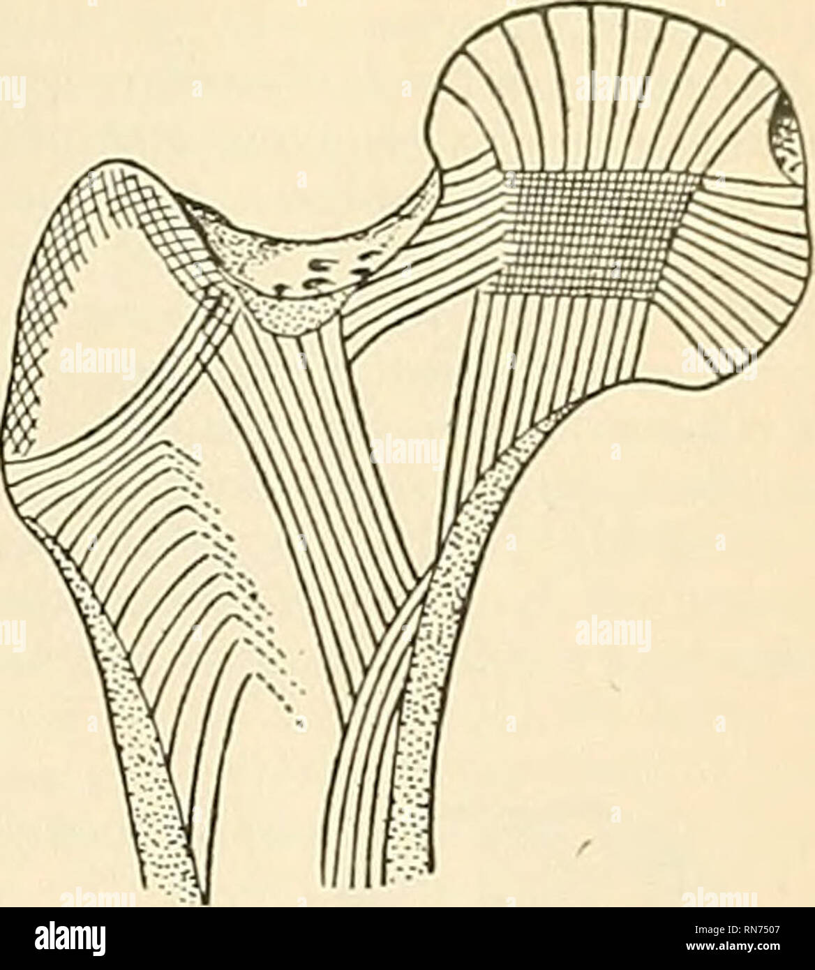 Inner circumference hires stock photography and images Alamy