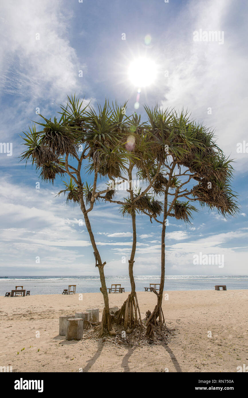 Tropical trees on the coast of Gili Trawangan in Indonesia. Stock Photo