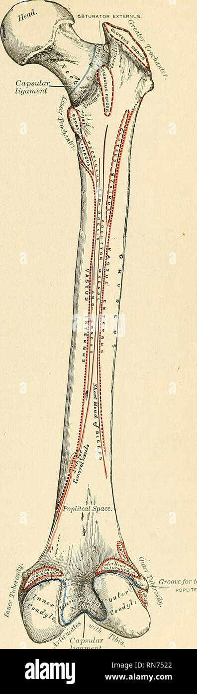 Anatomy Descriptive And Applied Anatomy The Femur Or Thigh Bone 223 At Its Base A Deep Depression The Digital Or Trochanteric Fossa Fossa Irochauterica For The Attachment Of The Tendon Of