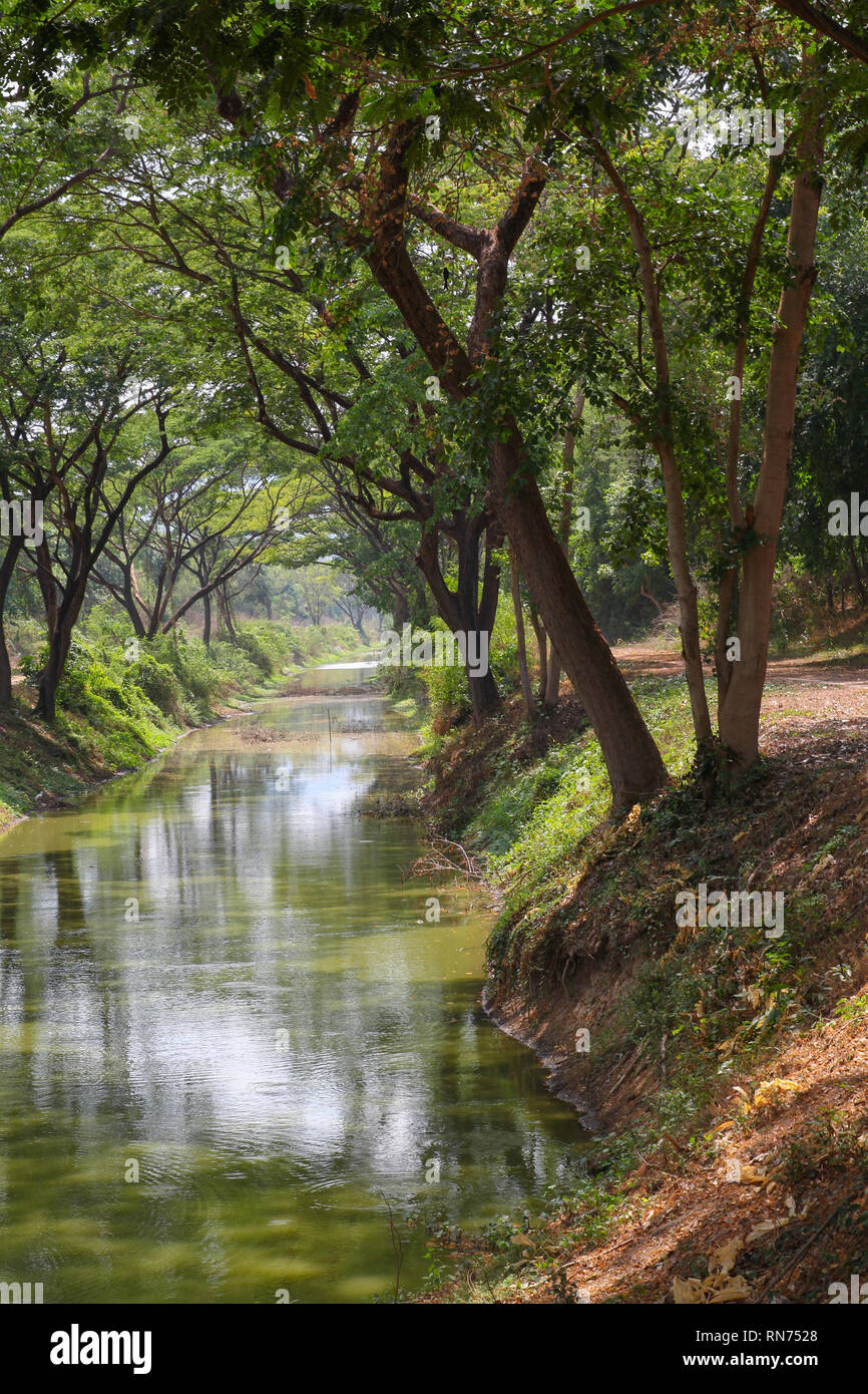 river stream surrounded by trees Stock Photo
