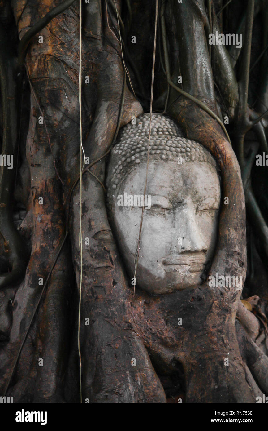buddha head in tree, Ayutthaya Stock Photo