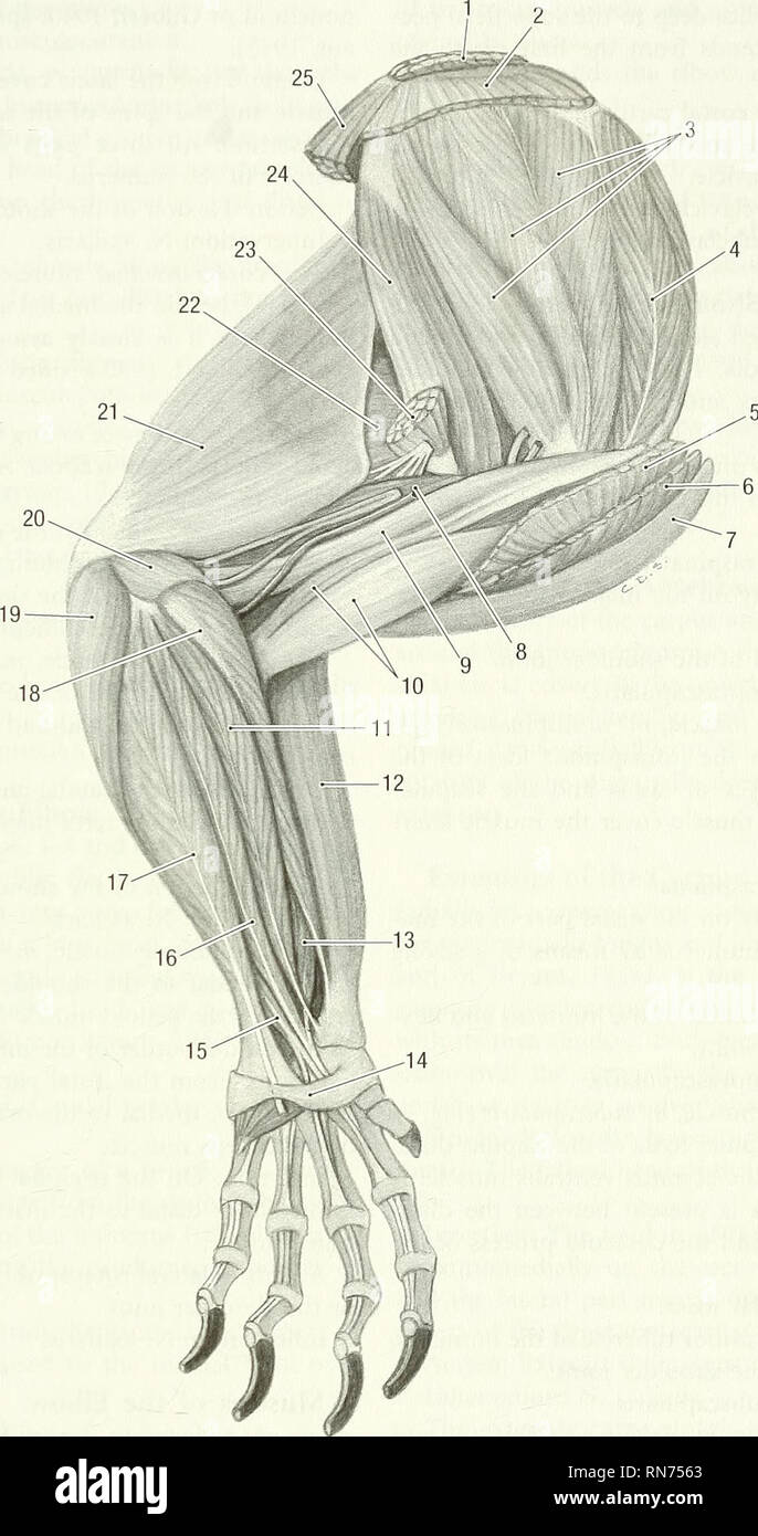 . Anatomy of the woodchuck (Marmota monax). Woodchuck; Mammals. Chapter 4—Muscular System 59. Fig. 4-9. Left thoracic limb, medial view. 1 rhomboideus m., 2 serratus ventralis m., cervical part, 3 subscapular m., 4 supraspinatus m., 5 deep pectoral m., 6 superficial pectoral m., 7 deidobrachialis m., 8 triceps brachii m., medial head, 9 coracobrachialis m., 10 biceps brachii m., 1 1 flexor carpi radialis m., 12 brachioradialis m., 13 deep digital flexor m., radial head, 14 flexor retinaculum, 15 superficial digital flexor m., 16 deep digital flexor m., humeral head, 17 flexor carpi ulnaris m., Stock Photo