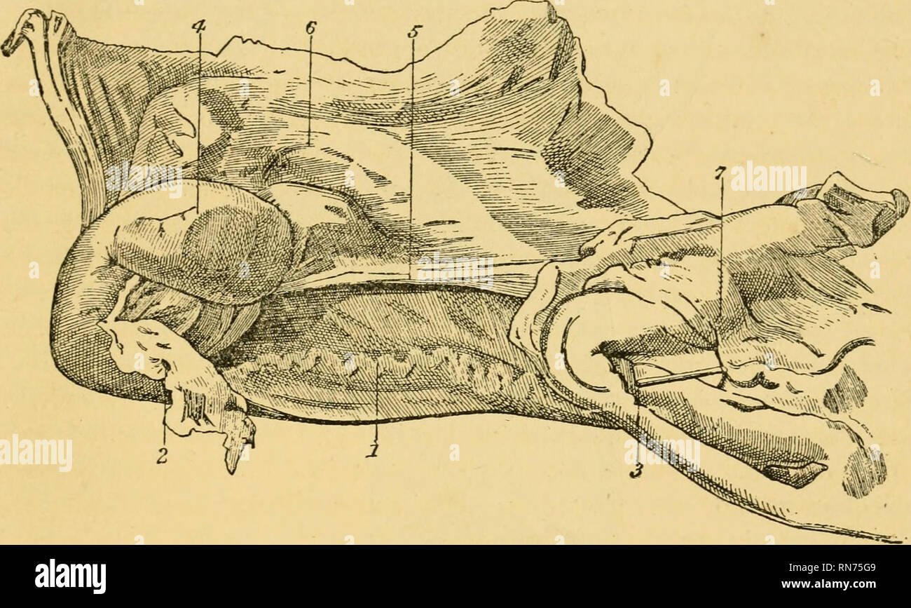Anatomy Dissection High Resolution Stock Photography and Images Alamy