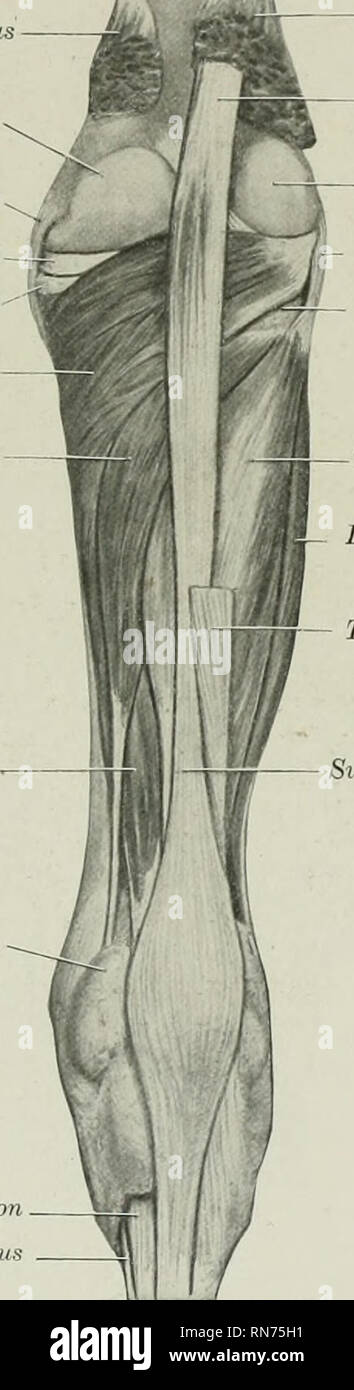. The anatomy of the domestic animals. Veterinary anatomy. THE MUSCLES OF THE LEG AND FOOT 341 with the principal tendon. (3) The deep head, the flexor hallucis (M. flexor halhicis longus), is much the largest. It lies on the posterior surface of the tibia, from the popliteal line outward and downward. The belly contains much tendi- nous tissue, and terminates behind the distal enrl of the tibia on a strong round ttn- Shaft of femur- Medial head of gastrocnemius Medial condyle of femur ^Aledial femoro-lihial ligament Medial meniscus Medial comhjle nf tibia Popliteus Flexor digitalis longus Fle Stock Photo