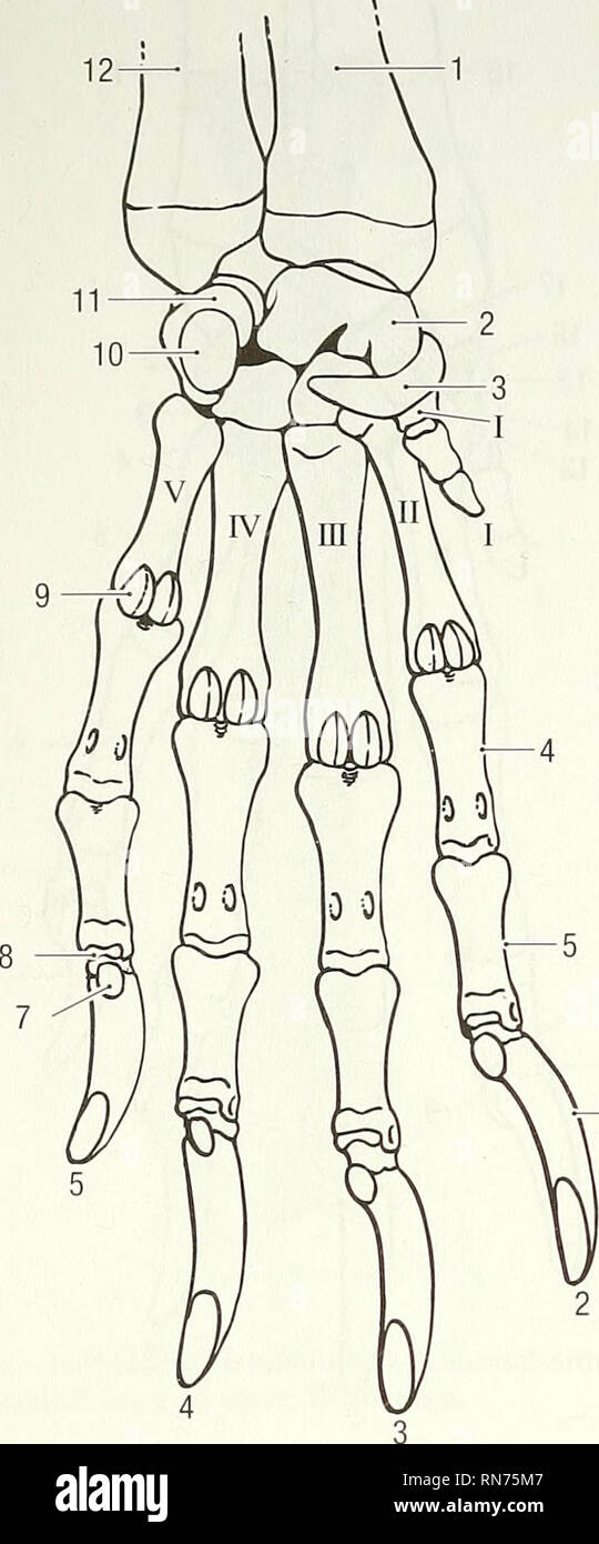 . Anatomy of the woodchuck (Marmota monax). Woodchuck; Mammals. 34 Anatomy of the Woodchuck, Marmota monax. Fig. 2-36. Left forepaw, palmar view. I-V = metacarpals, 1-5 = digits. 1 radius, 2 intermedioradial carpal bone (sca- pholunatum), 3 radial sesamoid, 4 proximal phalanx of sec- ond digit, 5 middle phalanx of second digit, 6 distal pha- lanx of second digit, 7 flexor tubercle, 8 distal sesamoid, 9 proximal sesamoid, 10 accessory carpal bone (pisiform), 11 ulnar carpal bone (triquetrum), 12 ulna. The pubic bone forms the cranial and medial borders of the obturator foramen, foramen obtura-  Stock Photo