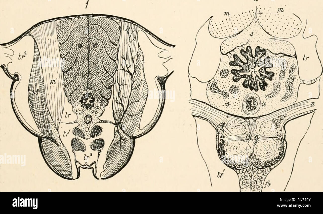 The Anatomy Physiology Morphology And Development Of The Blow Fly Calliphora Erythrocephala A Study In The Comparative Anatomy And Morphology Of Insects With Plates And Illustrations Executed Directly From The Drawings Of