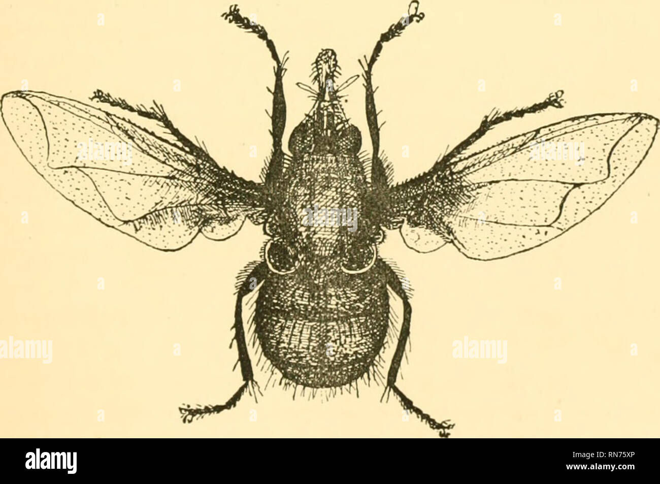 The Anatomy Physiology Morphology And Development Of The Blow Fly Calliphora Erythrocephala A Study In The Comparative Anatomy And Morphology Of Insects With Plates And Illustrations Executed Directly From The Drawings