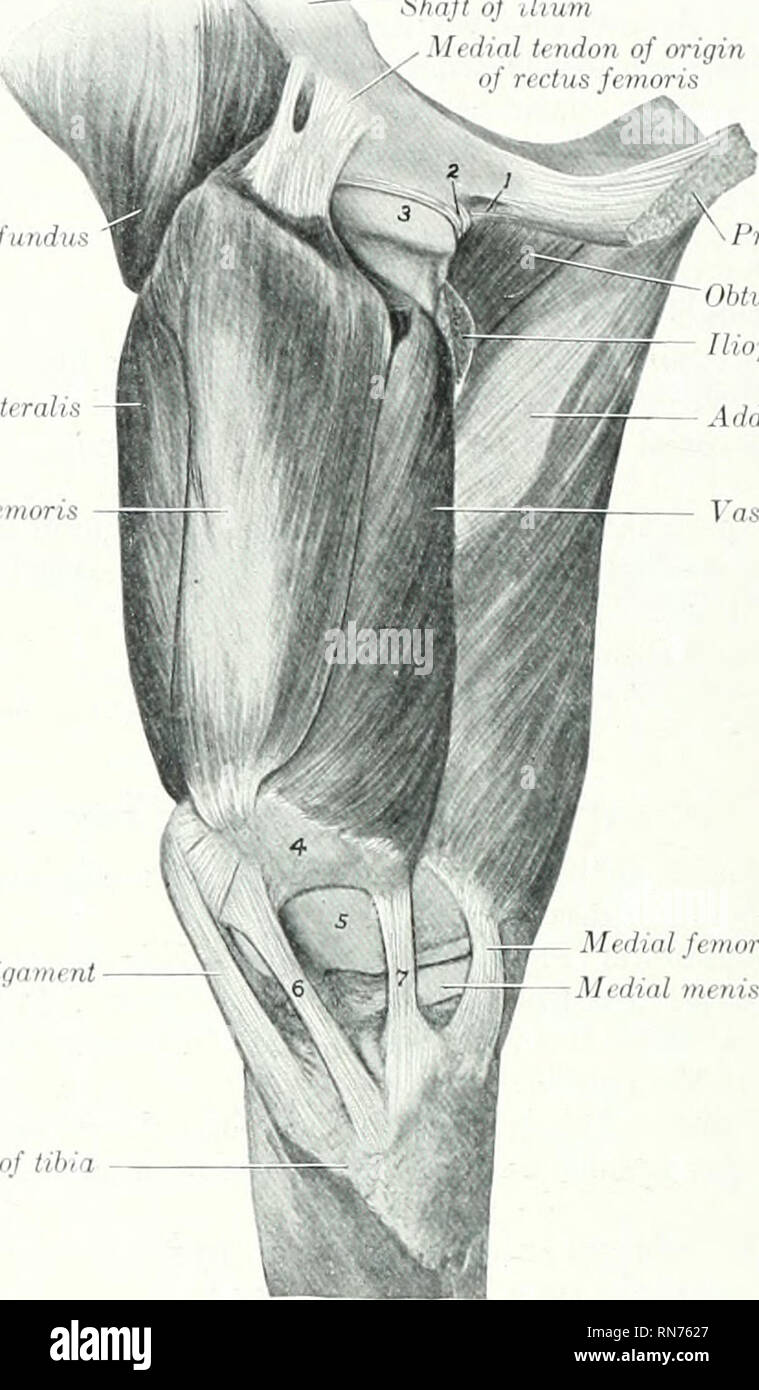 Iliacus muscle horse hires stock photography and images Alamy