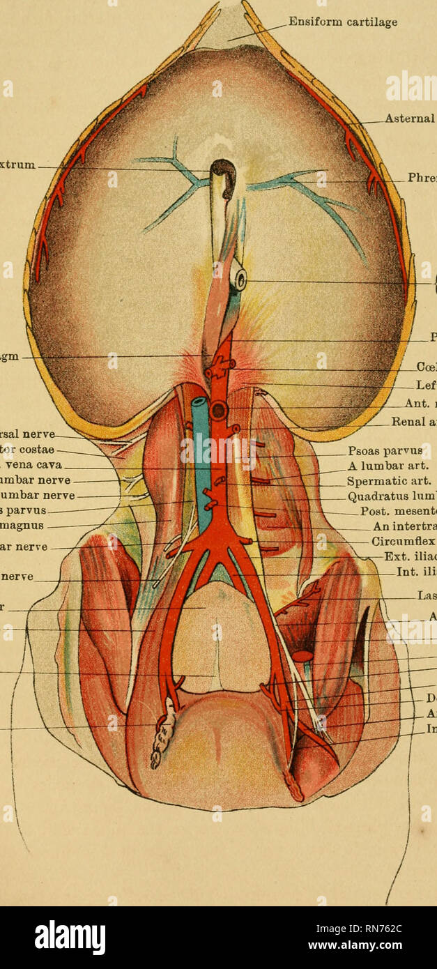 . The anatomy of the horse : a dissection guide. Horses; Horses -- Anatomy. PLATE XLV Ensiforin cartilage Foramen dextrum Right crus of diaphragm From last dorsal nerv Retractor costae Post, vena cava From 1st lumbar nerve From 2nd lumbar nerve Psoas parvus Psoas magnus — From 3rd lumbar nerv Inguinal nerve Urinary bladder Sartorius Middle lig. of bladder Deep inguinal glands.. sternal artery Phrenic sinus / (Esophagus in  foramen sinistrum Post, aorta in hiatus .Coeliac axis Left crus of diaphragm Ant. mesenteric art. Renal art. Psoas parvus A lumbar art. Spermatic art. Quadratus lumborurn P Stock Photo