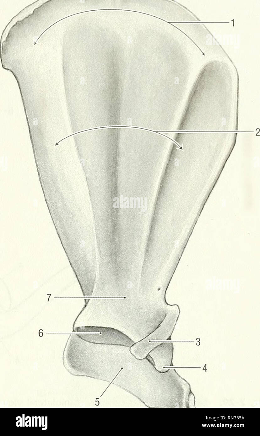 Scapular acromion hires stock photography and images Alamy