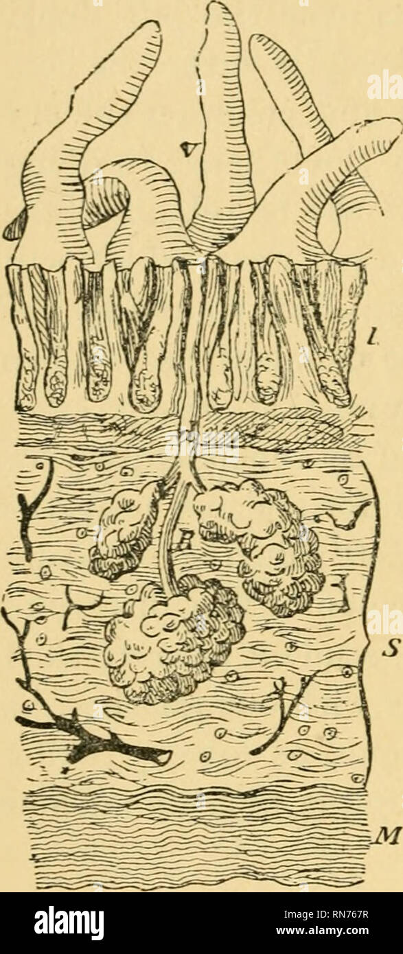 . The anatomy of the horse a dissection guide. Horses; Horses