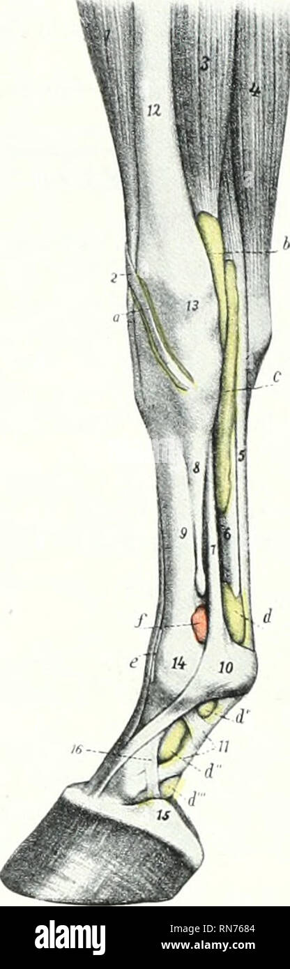 . The anatomy of the domestic animals. Veterinary anatomy. 314 FASCIA ...