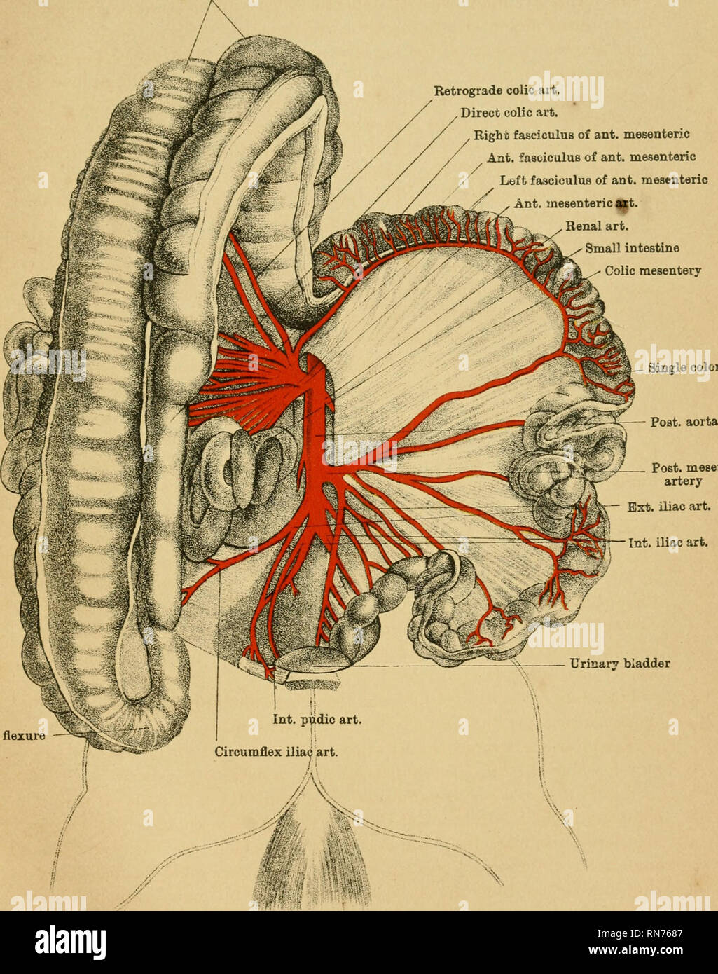 . The anatomy of the horse a dissection guide. Horses; Horses