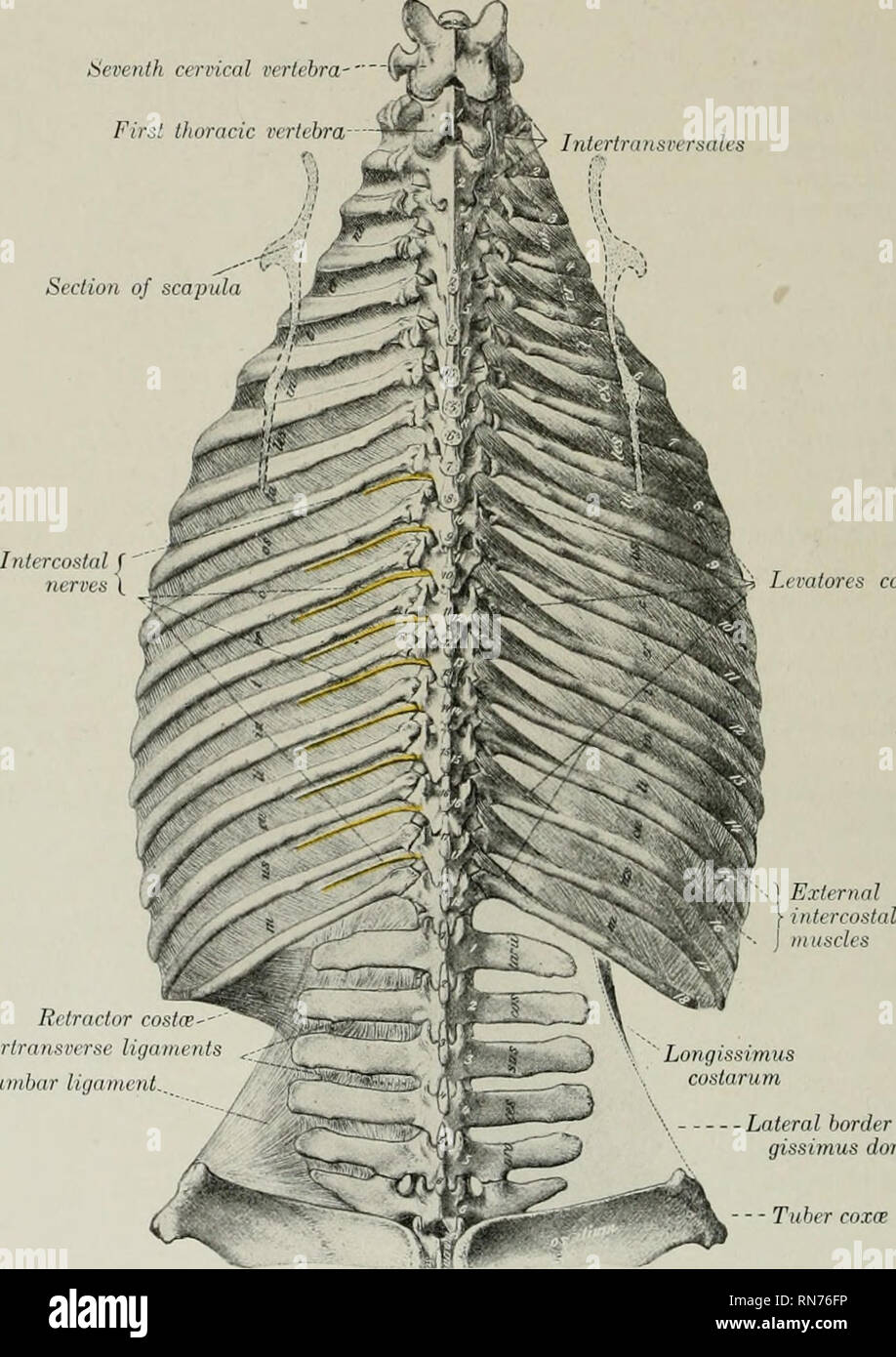 hueso de cuello de caballo músculos: ilustración de stock 2395347371 |  Shutterstock, image size:918x1390