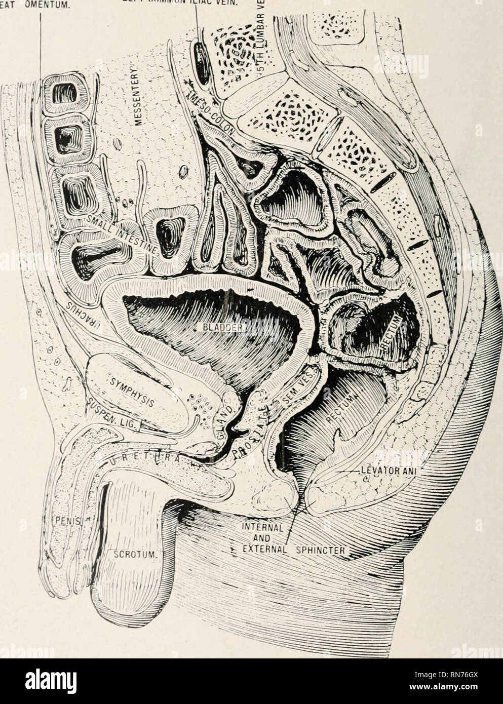 . Anatomy in a nutshell : a treatise on human anatomy in its relation to osteopathy. Human anatomy; Osteopathic medicine; Osteopathic Medicine; Anatomy. 542 ANATOMY IN A NUTSHELL. facial artery is od this border at the function of the body with the ramus. This groove i- also partly od the external surface. The rami of the inferior maxillary bone are the perpendicular portions. They arc quadrilateral in shape and each one has two surfaces, four borders! PLATE CCLXXVIII. GREAT OMENTUM LEFT COMMON ILIAC VEIN. A Sagittal Section of the Male Organs op Generation. and two processes. The external sur Stock Photo