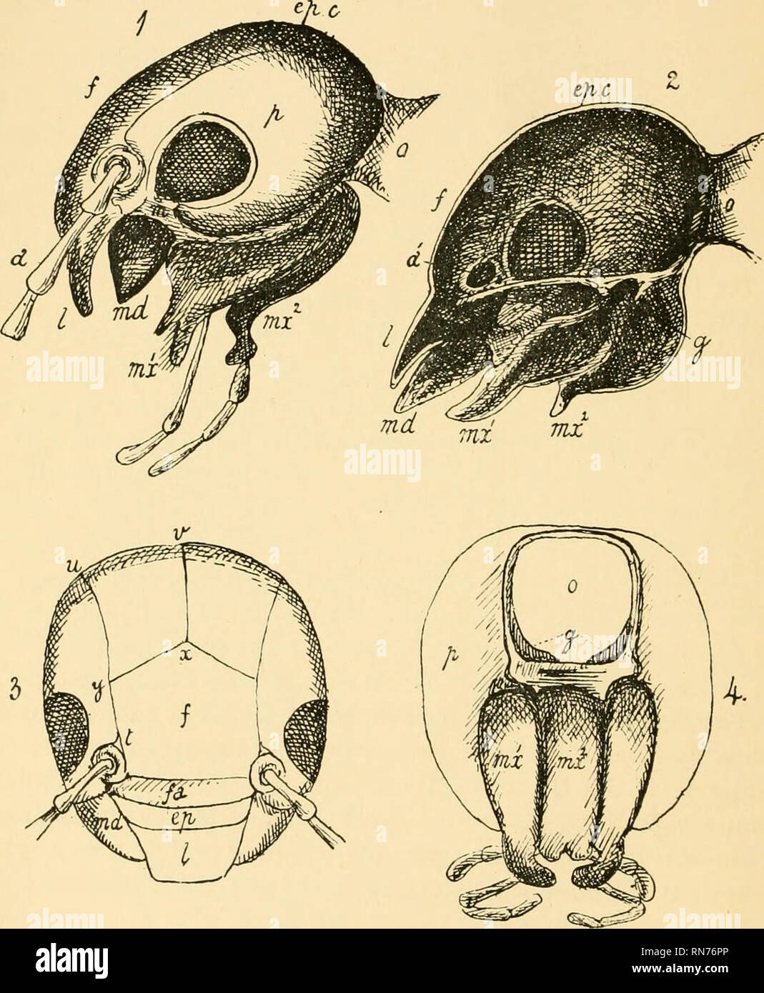 . The anatomy, physiology, morphology and development of the blow- fly ...