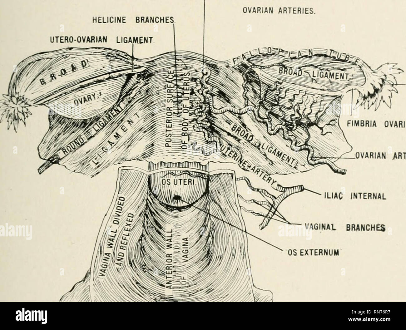 . Anatomy in a nutshell : a treatise on human anatomy in its relation to osteopathy. Human anatomy; Osteopathic medicine; Osteopathic Medicine; Anatomy.   TiiMV IN A NUTSHELL. 527 the nasal fossa. Grooves, which articulate with the sphenoidal processes of the palate bone, form the pterygo-palatine canals which are for the trans- mission of the pterygo-palatine vessels and nerves. 2. The greater wings of the sphenoid arise from the sides of the body and curve upward, outward, and backward. Each greal wing has the following points for consideration: (a) foramen rotundum for the superior maxil Stock Photo