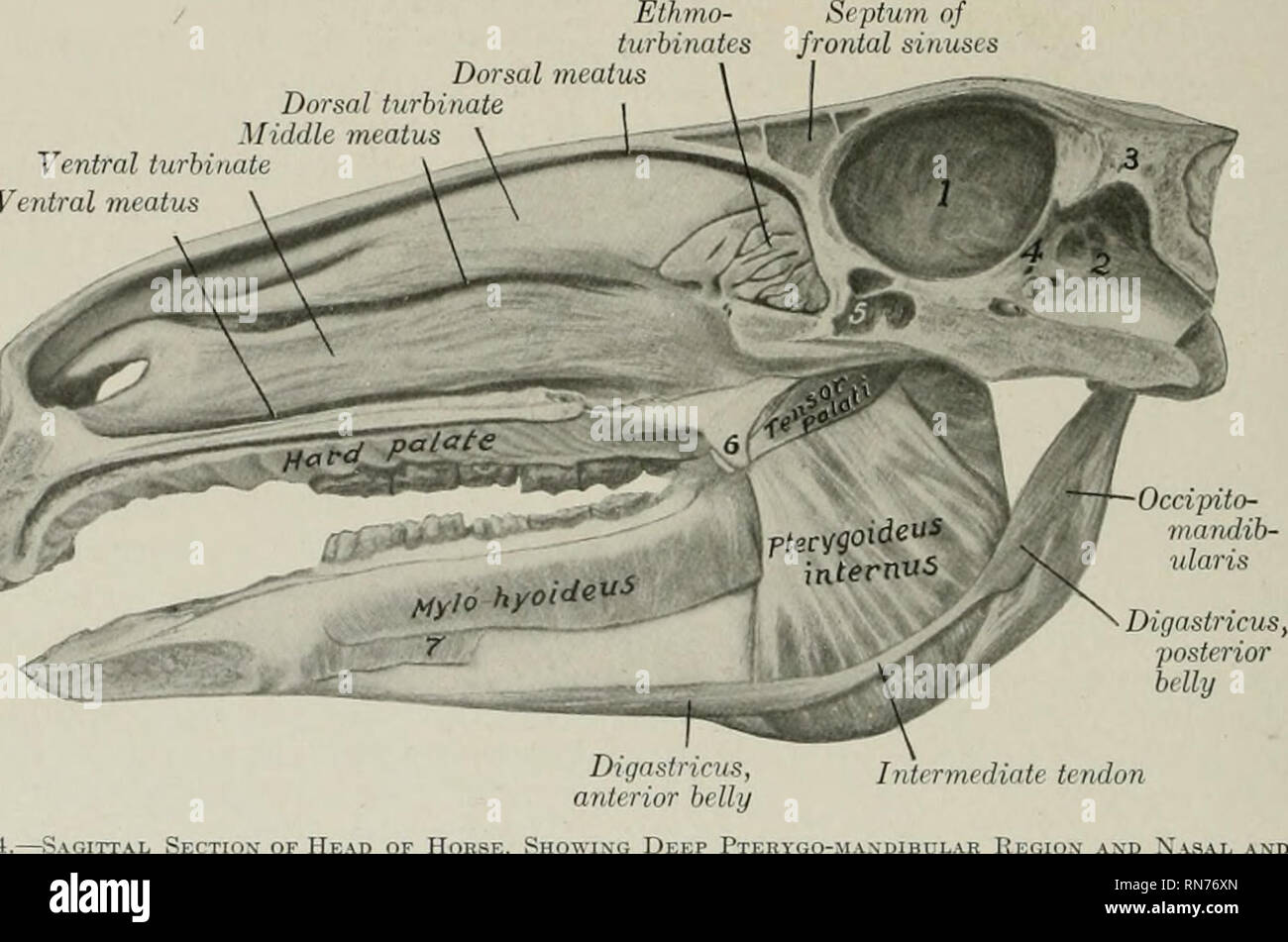 External Pterygoideus High Resolution Stock Photography And Images Alamy