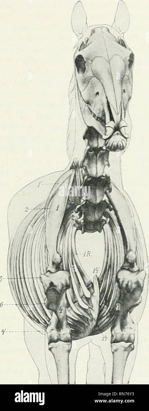 . The anatomy of the domestic animals. Veterinary anatomy. Fig. 26fi