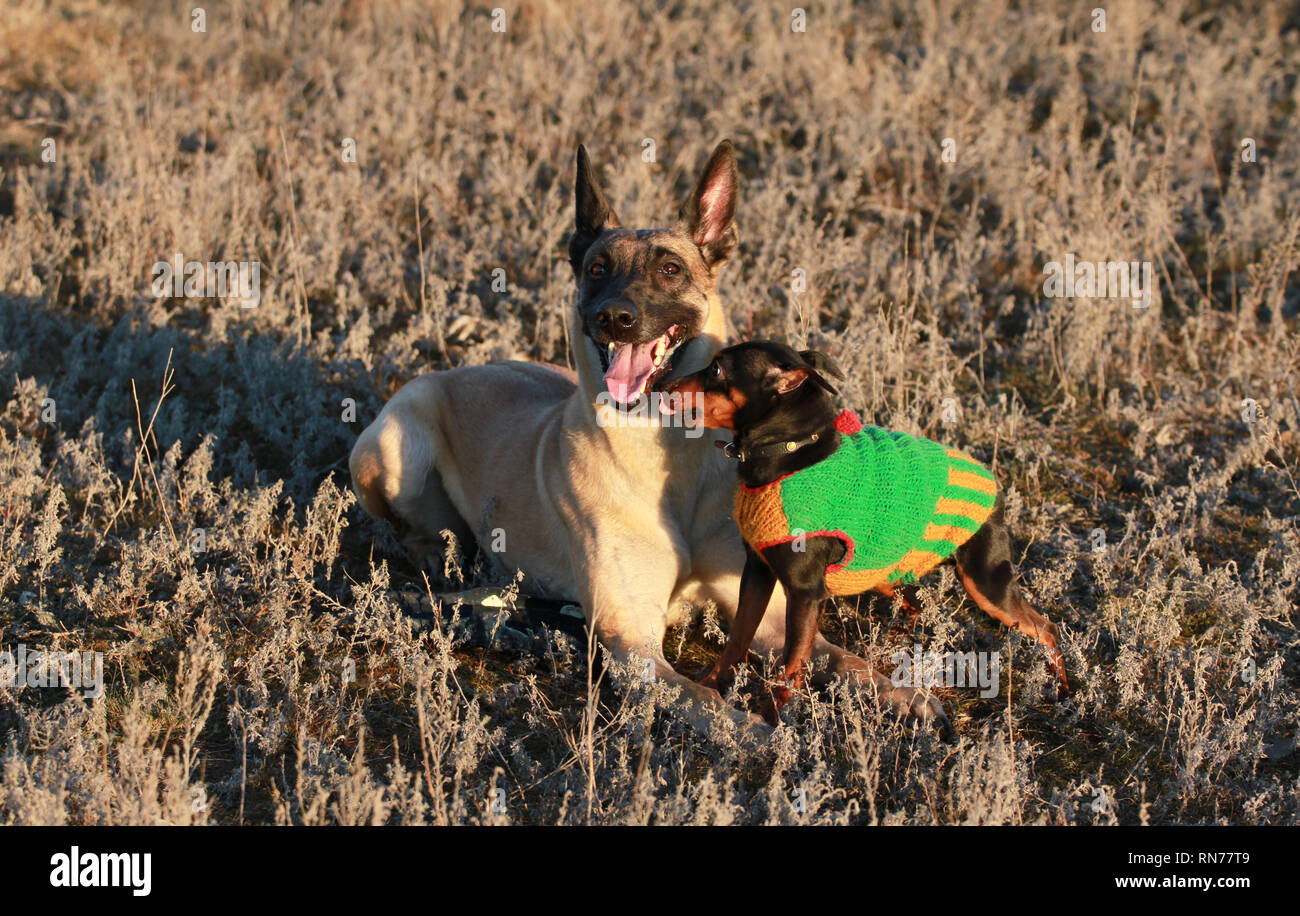 Big and small dogs breed Belgian Shepherd Malinois and miniature Pinscher outdoor Stock Photo