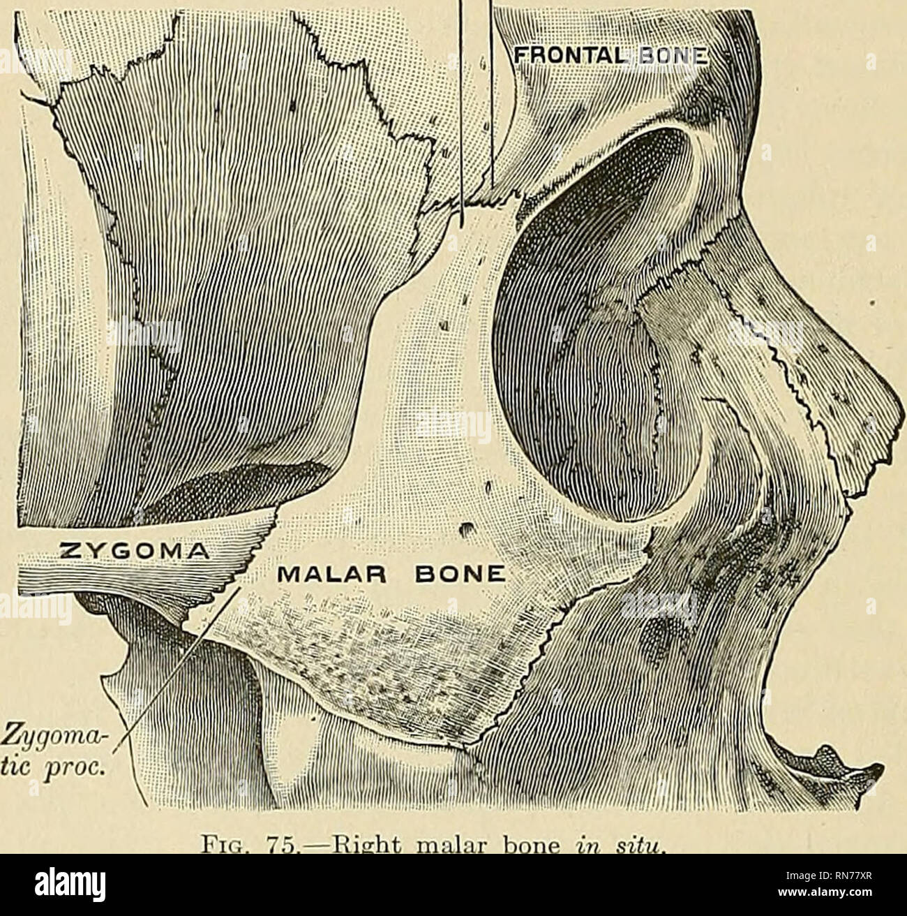  anatomy descriptive and applied anatomy 108 special anatomy of the