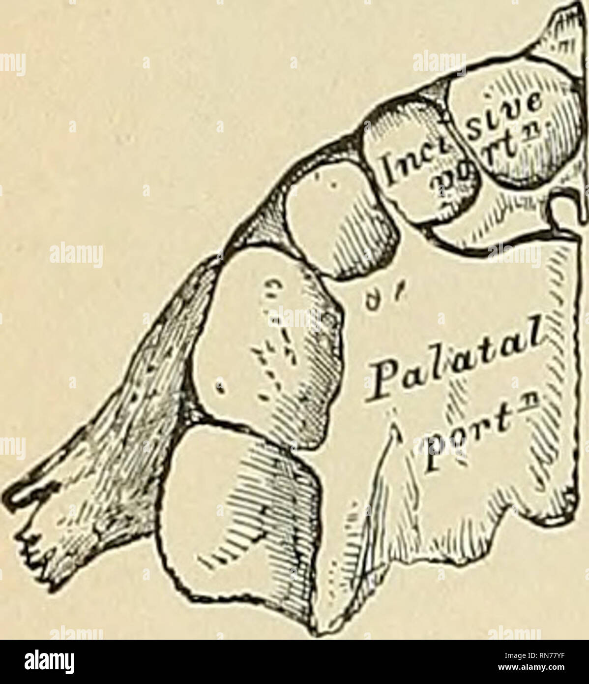 Anatomy Descriptive And Applied Anatomy Anterior Surjace