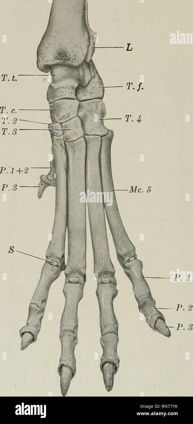. The anatomy of the domestic animals. Veterinary anatomy. 206 THE ...