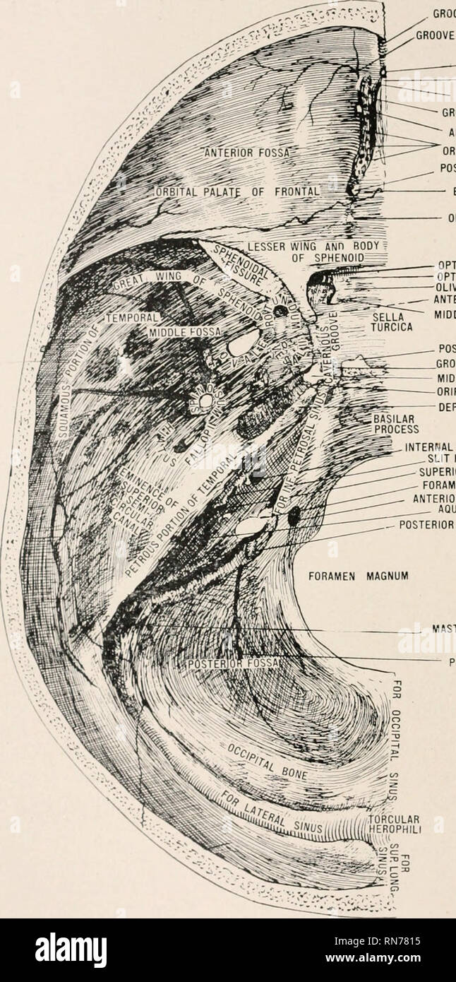 Posterior Ethmoidal Foramen