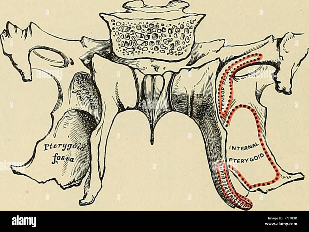 Anterior clinoid process hi-res stock photography and images - Alamy