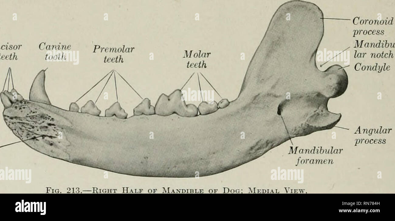 The anatomy of the domestic animals. Veterinary anatomy. 194 SKELETON OF  THE DOG of the lateral boundaries of the posterior nares. The lower and  posterior borders are free and at their