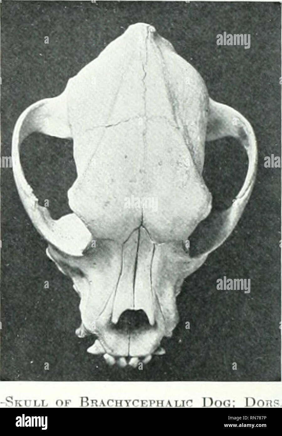 . The anatomy of the domestic animals. Veterinary anatomy. Skull of