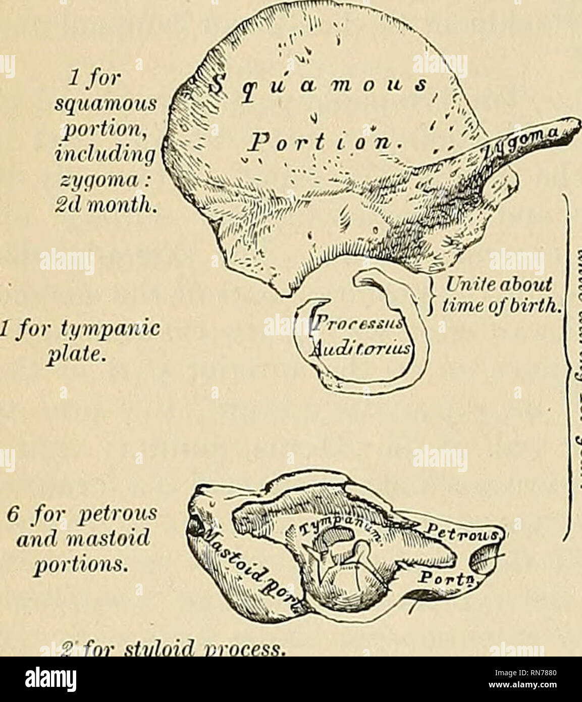 . Anatomy, descriptive and applied. Anatomy. SPECIAL ANATOMY OF THE