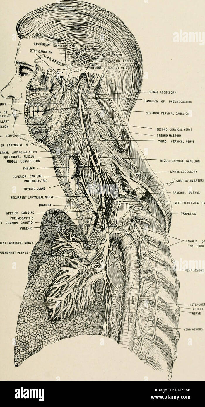 Phrenic Nerve Stock Photos & Phrenic Nerve Stock Images - Alamy